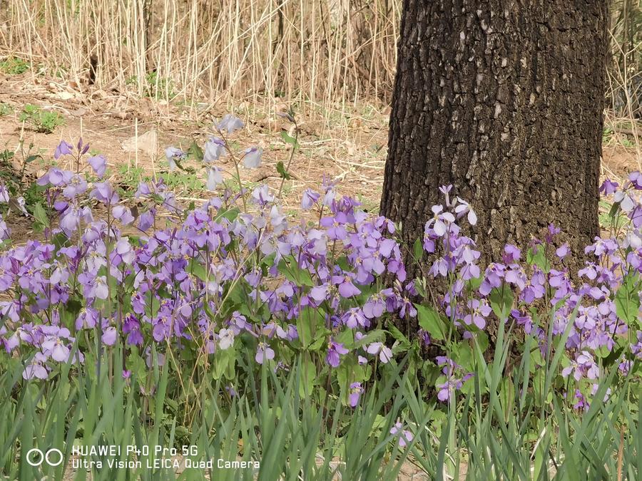 华为p40provs华为mate40pro,全面进化篇