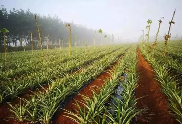 凤梨原来是长在地上的,凤梨里面正常的样子