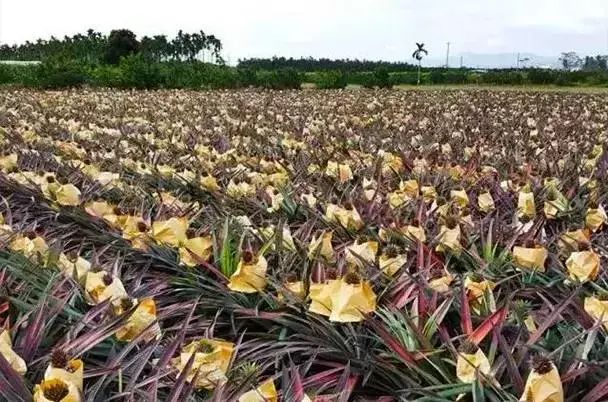 凤梨原来是长在地上的,凤梨里面正常的样子