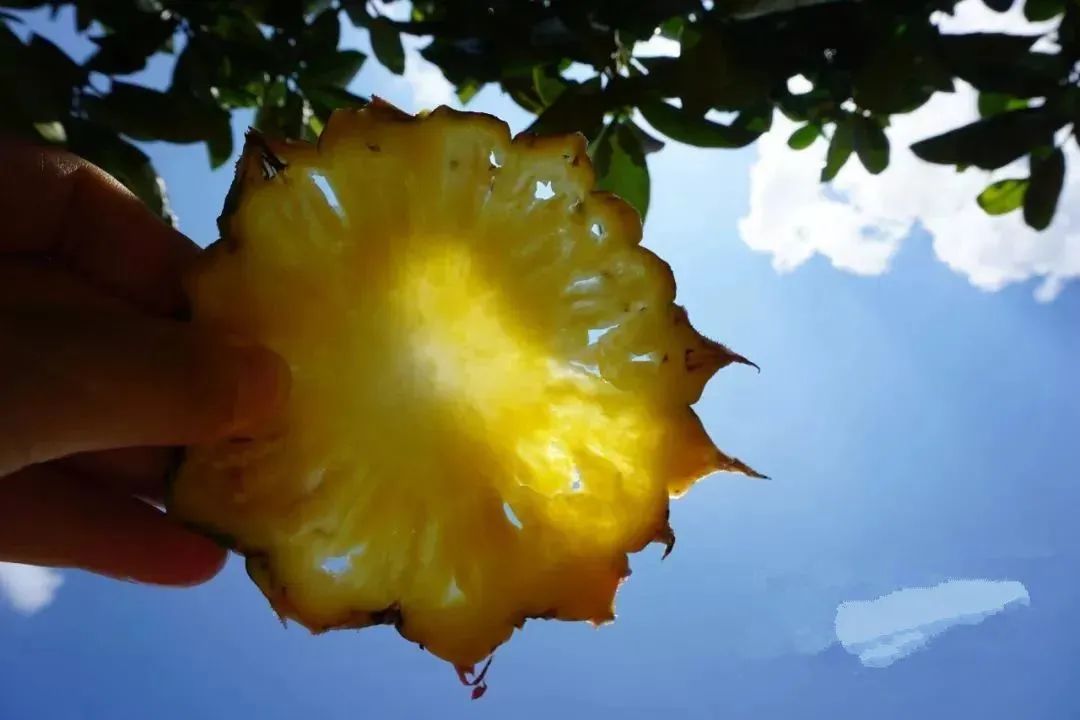 凤梨原来是长在地上的,凤梨里面正常的样子