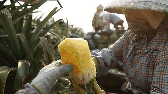 凤梨原来是长在地上的,凤梨里面正常的样子