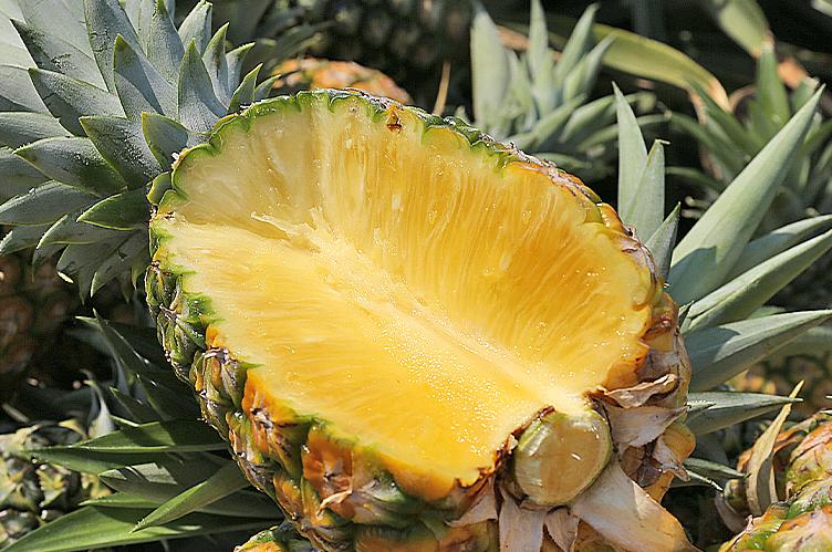 凤梨原来是长在地上的,凤梨里面正常的样子