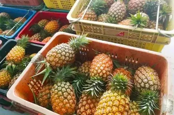 凤梨原来是长在地上的,凤梨里面正常的样子