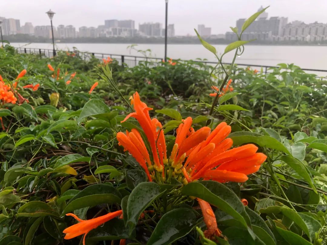 肇庆七星岩星湖夜景民宿,七星岩风景名胜区民宿