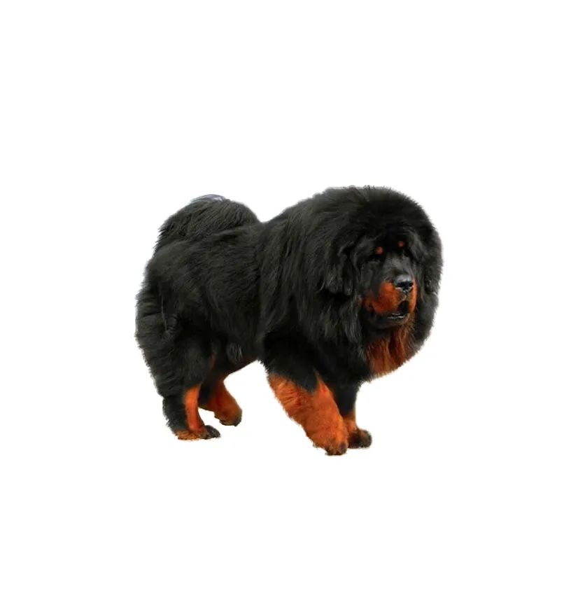 「FM889」定了!这48类烈性犬在滨州城市建成区禁养!5月1日起施行