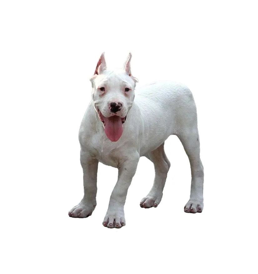 「FM889」定了!这48类烈性犬在滨州城市建成区禁养!5月1日起施行