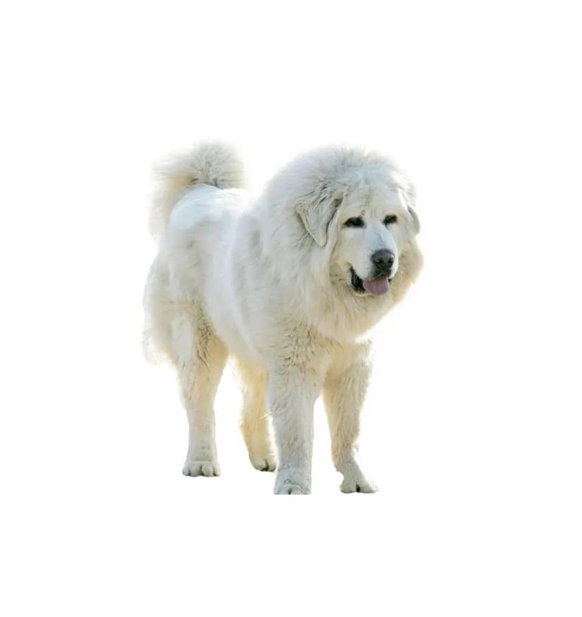 「FM889」定了!这48类烈性犬在滨州城市建成区禁养!5月1日起施行