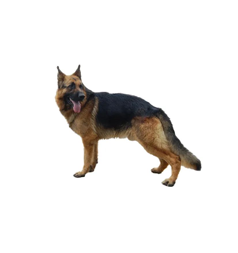 「FM889」定了!这48类烈性犬在滨州城市建成区禁养!5月1日起施行