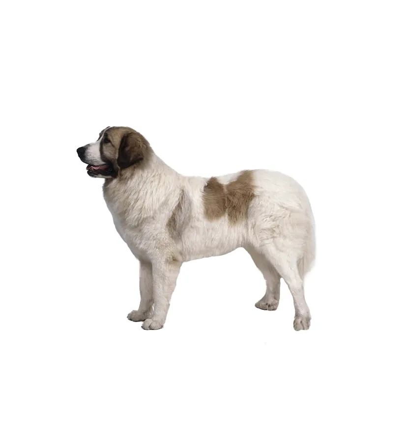 「FM889」定了!这48类烈性犬在滨州城市建成区禁养!5月1日起施行