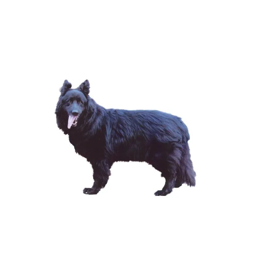 「FM889」定了!这48类烈性犬在滨州城市建成区禁养!5月1日起施行