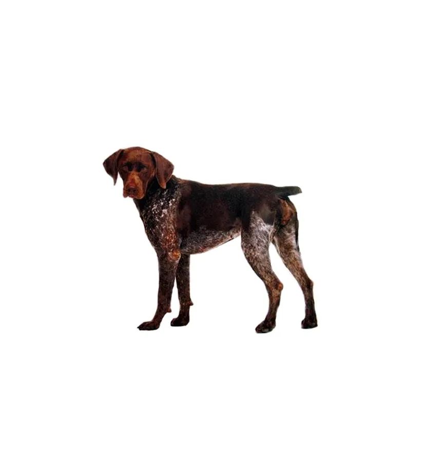 「FM889」定了!这48类烈性犬在滨州城市建成区禁养!5月1日起施行