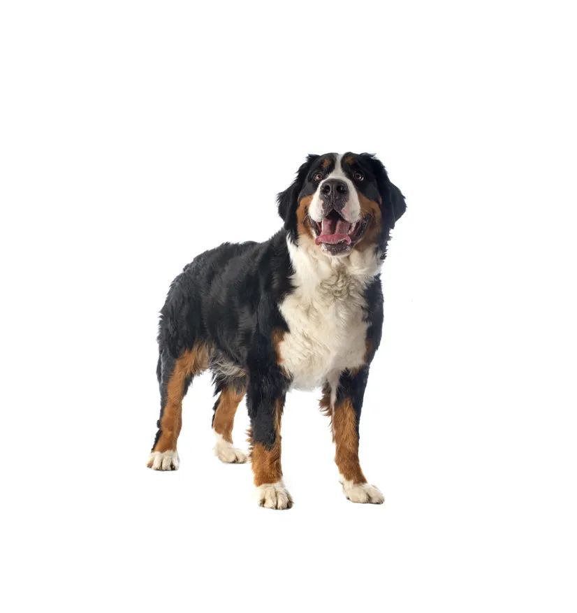 「FM889」定了!这48类烈性犬在滨州城市建成区禁养!5月1日起施行