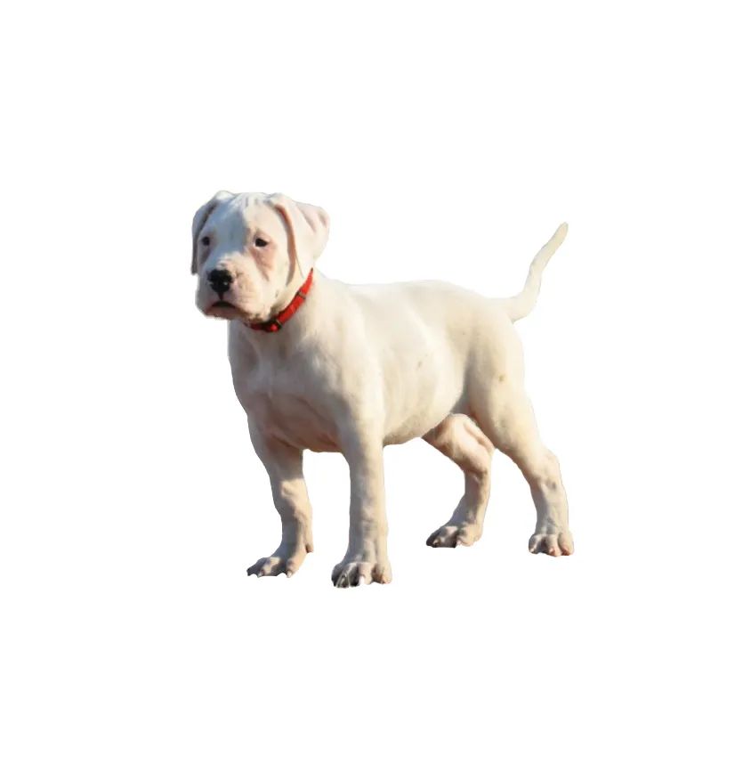 「FM889」定了!这48类烈性犬在滨州城市建成区禁养!5月1日起施行