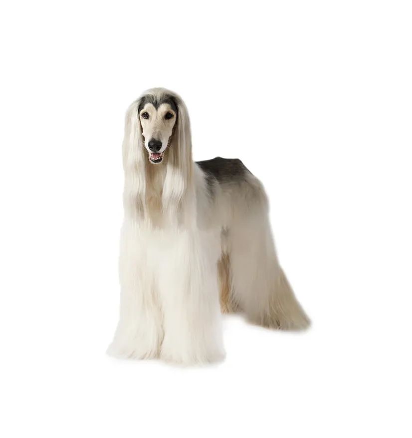 「FM889」定了!这48类烈性犬在滨州城市建成区禁养!5月1日起施行