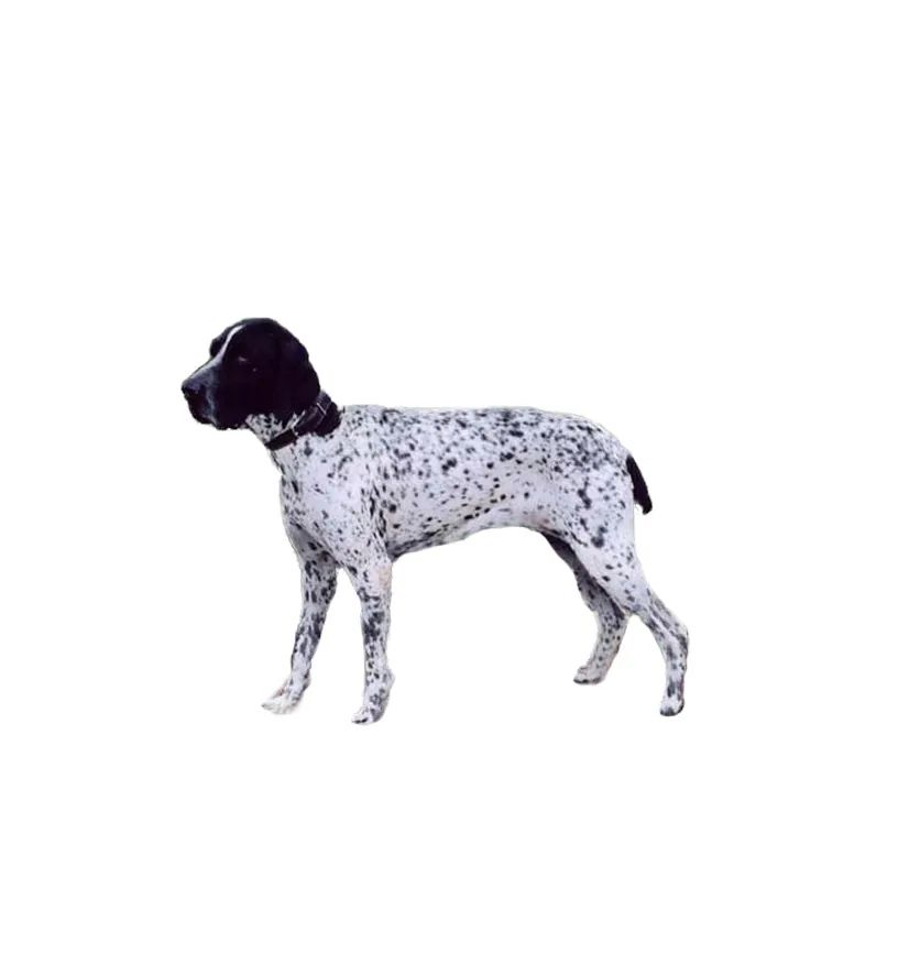 「FM889」定了!这48类烈性犬在滨州城市建成区禁养!5月1日起施行