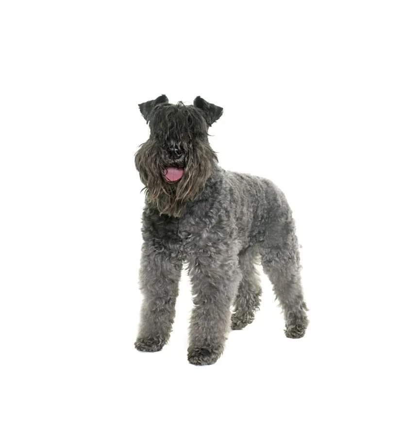 「FM889」定了!这48类烈性犬在滨州城市建成区禁养!5月1日起施行