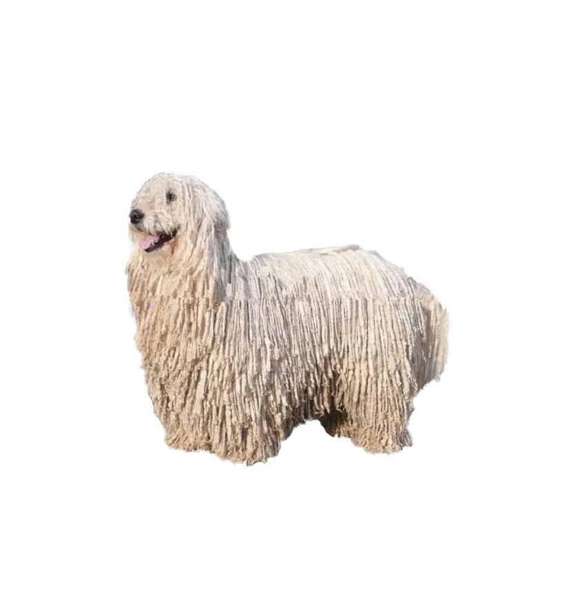 「FM889」定了!这48类烈性犬在滨州城市建成区禁养!5月1日起施行