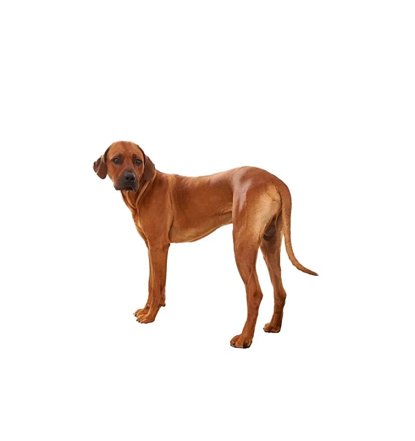 「FM889」定了!这48类烈性犬在滨州城市建成区禁养!5月1日起施行