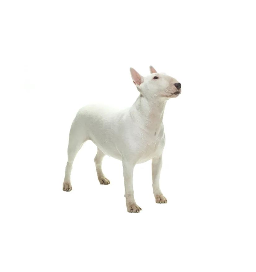 「FM889」定了!这48类烈性犬在滨州城市建成区禁养!5月1日起施行