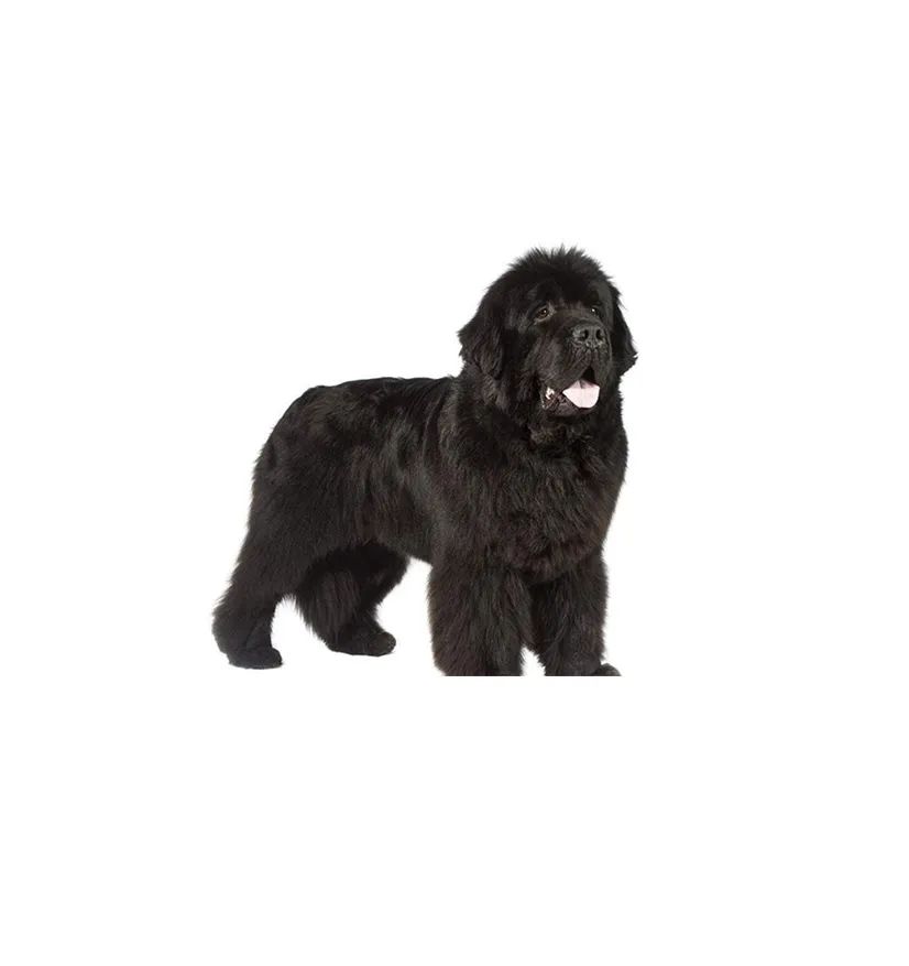 「FM889」定了!这48类烈性犬在滨州城市建成区禁养!5月1日起施行