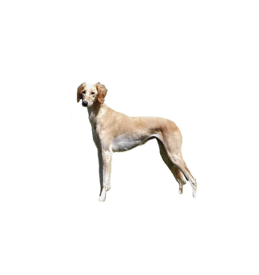 「FM889」定了!这48类烈性犬在滨州城市建成区禁养!5月1日起施行