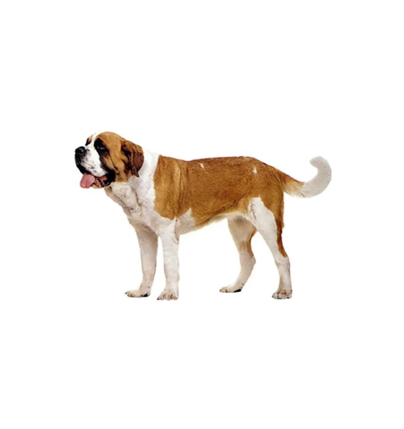 「FM889」定了!这48类烈性犬在滨州城市建成区禁养!5月1日起施行