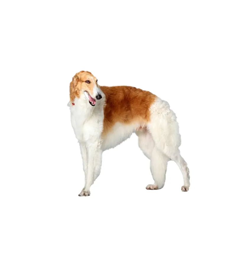 「FM889」定了!这48类烈性犬在滨州城市建成区禁养!5月1日起施行