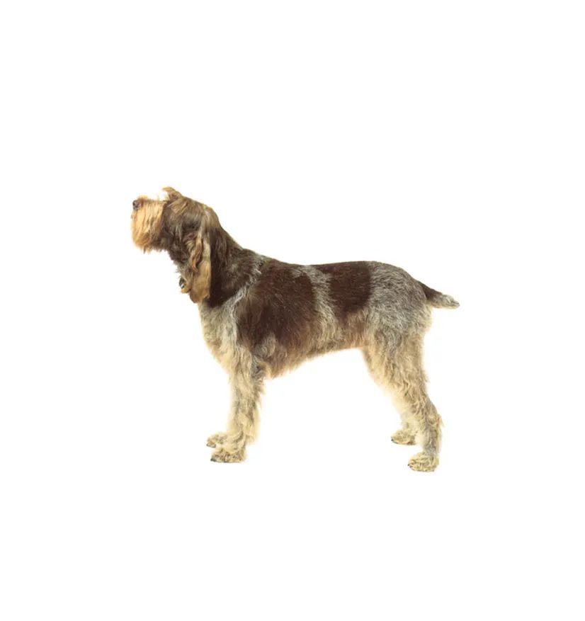 「FM889」定了!这48类烈性犬在滨州城市建成区禁养!5月1日起施行