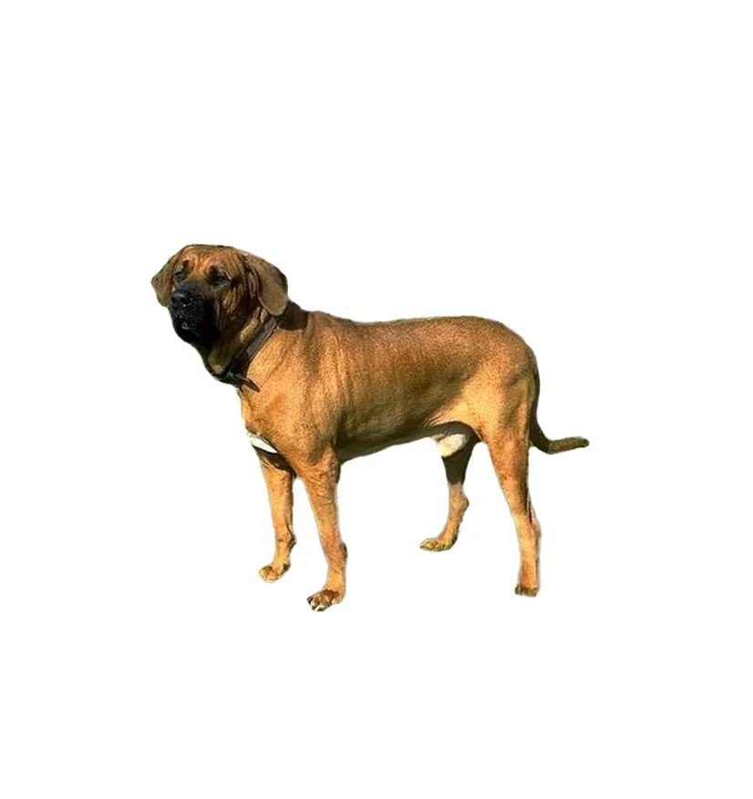 「FM889」定了!这48类烈性犬在滨州城市建成区禁养!5月1日起施行