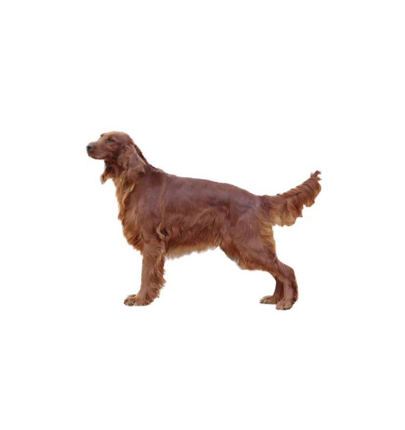 「FM889」定了!这48类烈性犬在滨州城市建成区禁养!5月1日起施行