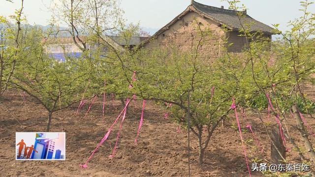 华州区大明镇花椒产业,花椒产业带动脱贫致富