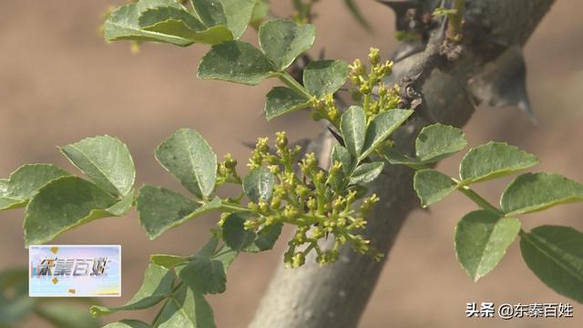 华州区大明镇花椒产业,花椒产业带动脱贫致富