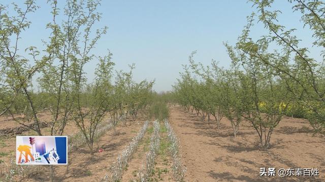 华州区大明镇花椒产业,花椒产业带动脱贫致富