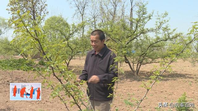 华州区大明镇花椒产业,花椒产业带动脱贫致富