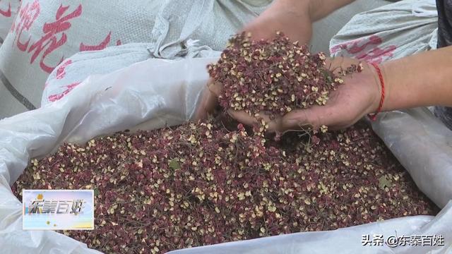 华州区大明镇花椒产业,花椒产业带动脱贫致富