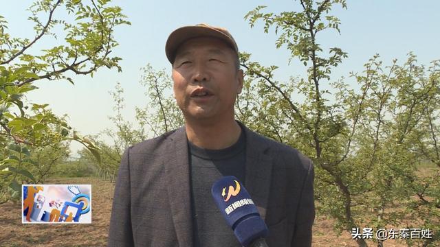 华州区大明镇花椒产业,花椒产业带动脱贫致富