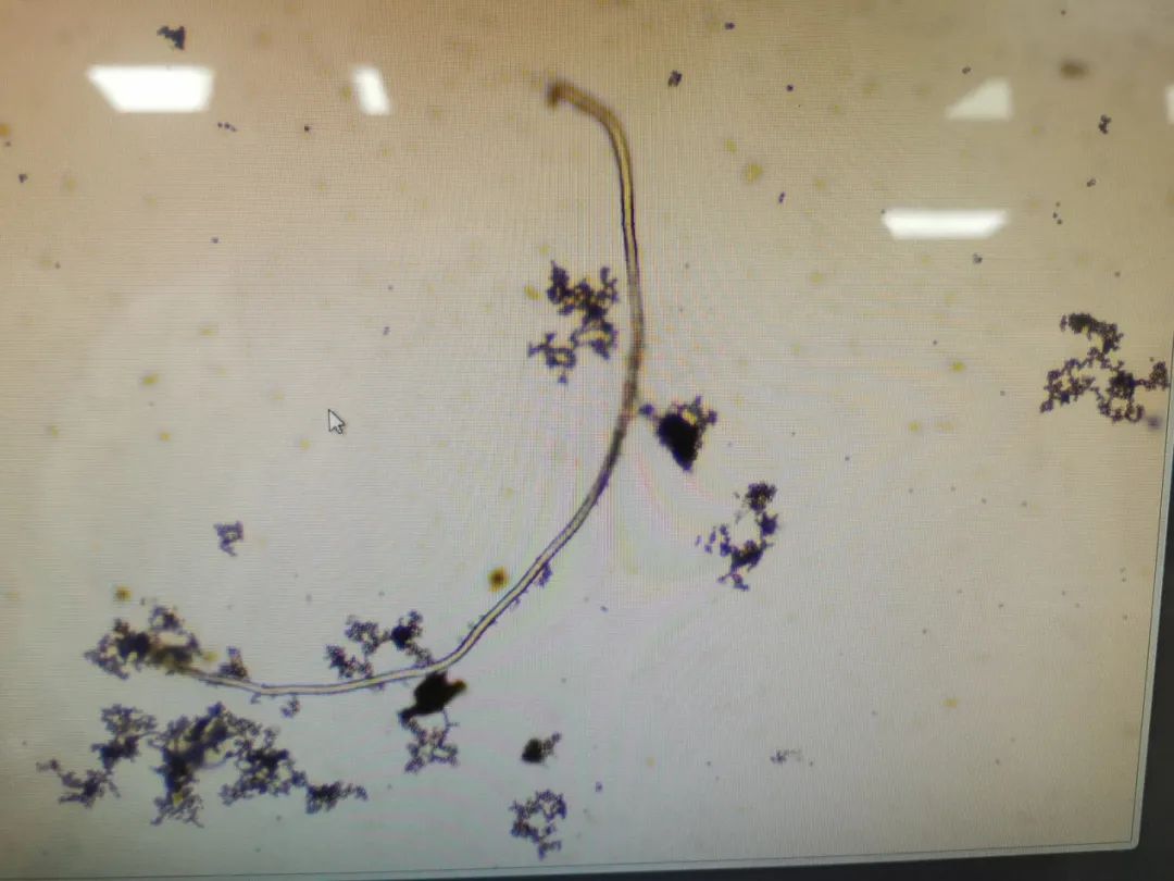 油焖笋为什么会有白点,油焖笋中有白色物质