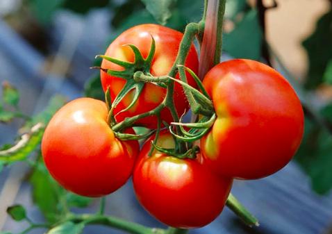 樱桃的保存方法保鲜还是冷冻,樱桃保存最佳方法快递