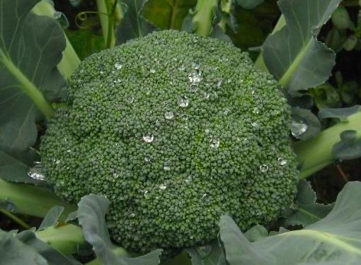 樱桃的保存方法保鲜还是冷冻,樱桃保存最佳方法快递