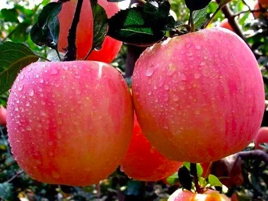 樱桃的保存方法保鲜还是冷冻,樱桃保存最佳方法快递