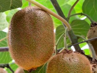 樱桃的保存方法保鲜还是冷冻,樱桃保存最佳方法快递