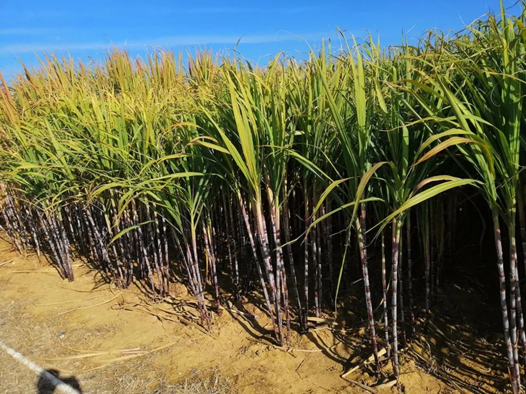 买红糖里面竟然有东西,买散装的红糖不甜特别红是真的吗