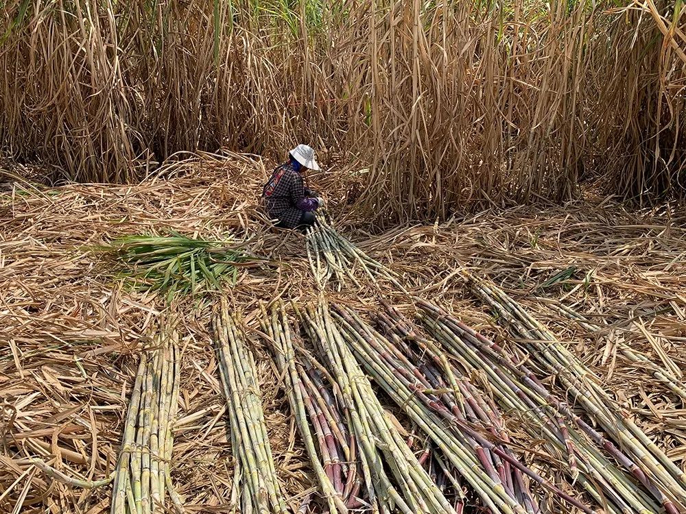 买红糖里面竟然有东西,买散装的红糖不甜特别红是真的吗