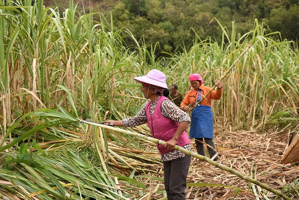 买红糖里面竟然有东西,买散装的红糖不甜特别红是真的吗
