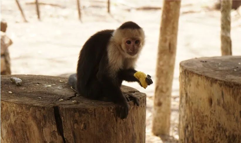 玛雅人变成了俘虏,玛雅人到底有多残忍