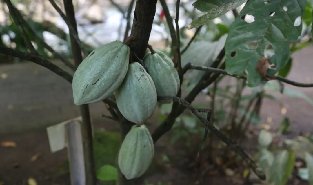 玛雅人变成了俘虏,玛雅人到底有多残忍