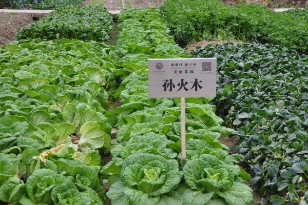 区块链在农业上的运用,区块链创新基层治理