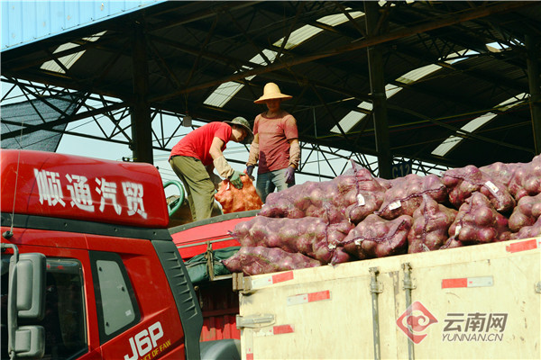 元谋县洋葱消息,云南省元谋县洋葱收购价