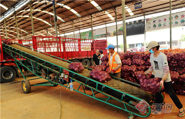 元谋县洋葱消息,云南省元谋县洋葱收购价