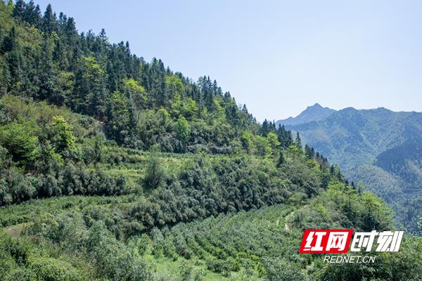 北湖区安和街道:就业产业两不误,茶叶“打赢”收*战官**